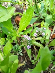 Dyschoriste microphylla
