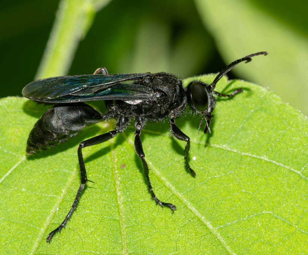 Sphex umtalicus