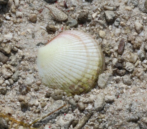 Codakia punctata observed 2024-12-15