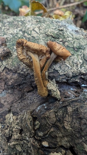 Flammulina velutipes
