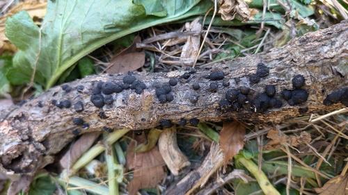 Annulohypoxylon truncatum