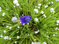 Utricularia reticulata