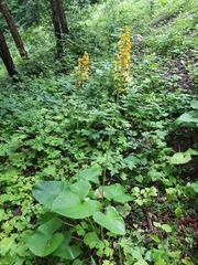 Ligularia sachalinensis