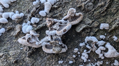 Schizophyllum commune