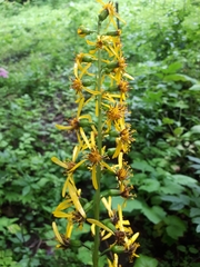 Ligularia sachalinensis