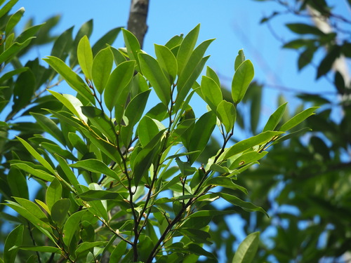 Magnolia compressa