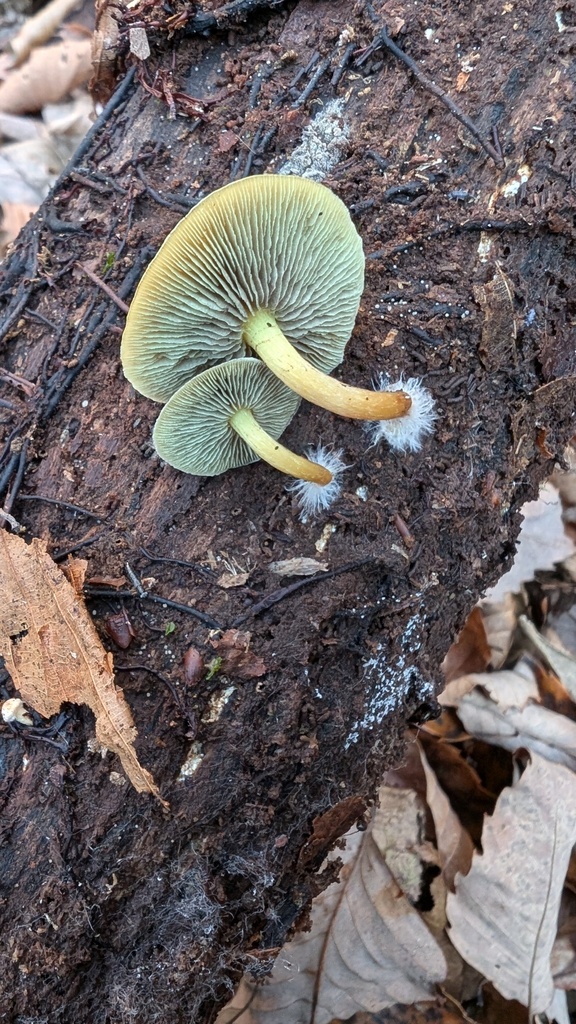 Hypholoma fasciculare · December 2024 · photo: © atsushi_nakajima_cirque (iNaturalist, cc-by)