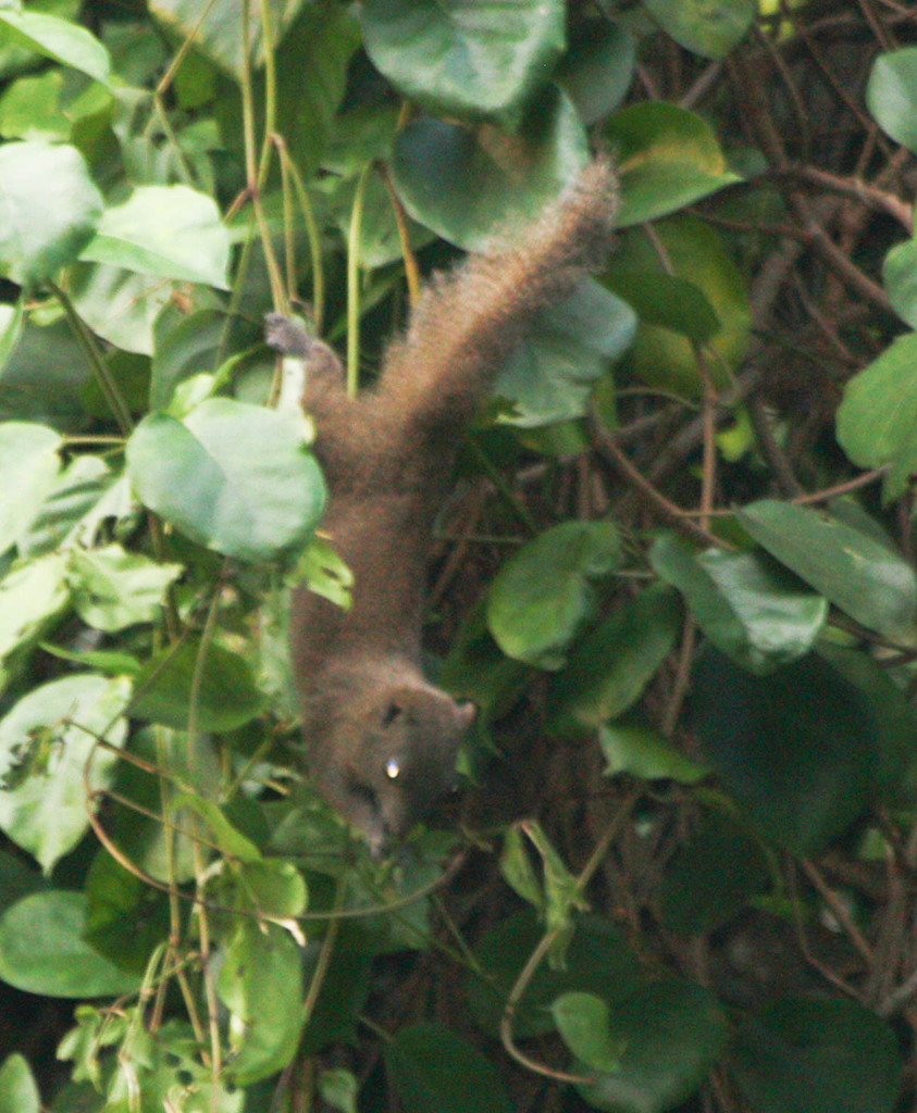 Inornate Squirrel
