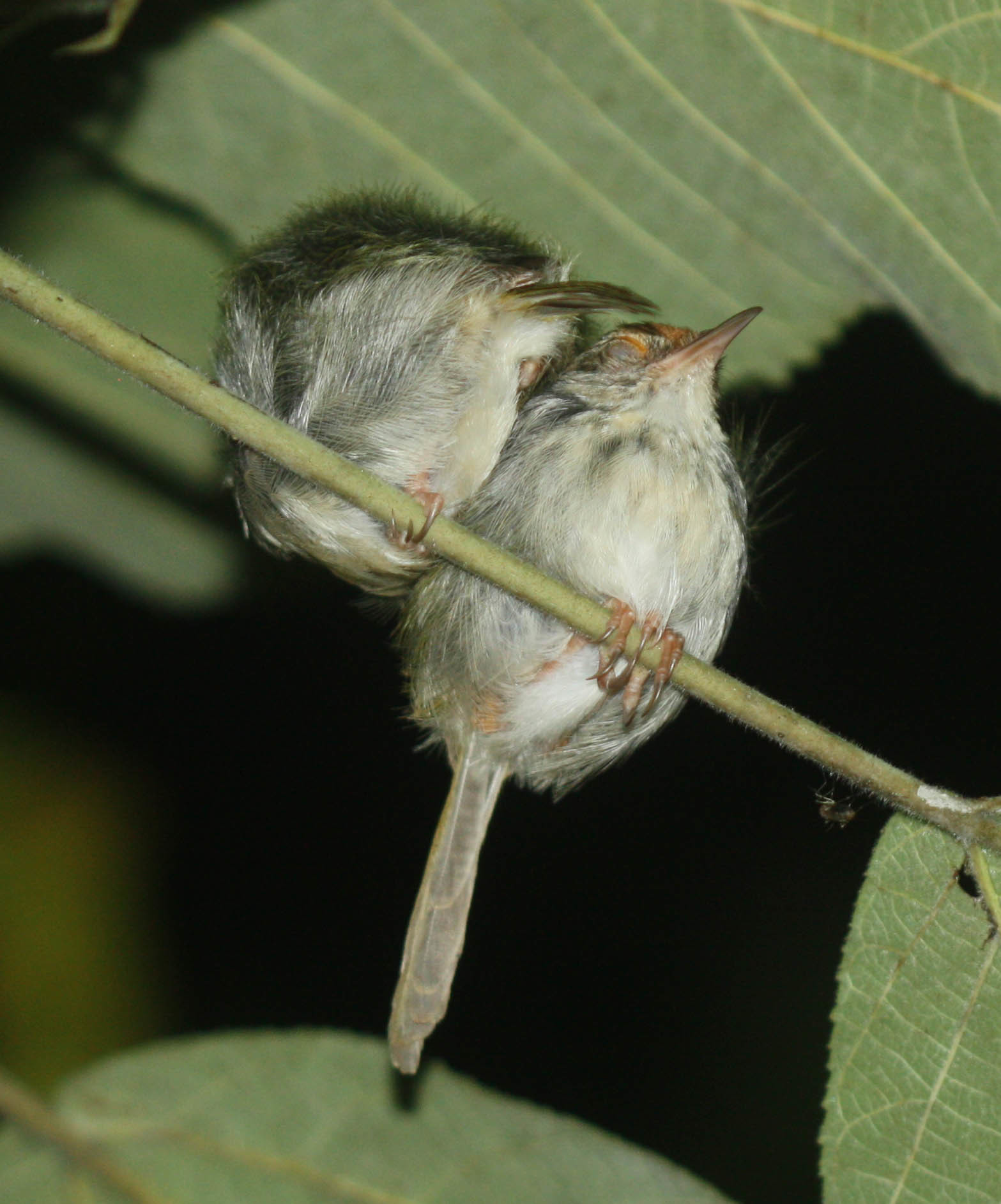 Common Tailorbird