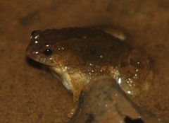 Occidozyga martensii