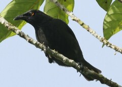 Rennell Starling photo 3