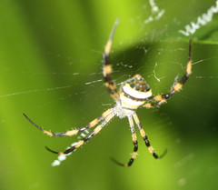 Argiope minuta