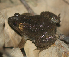 Occidozyga martensii