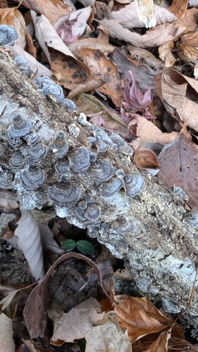 Trametes versicolor