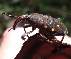 Cactophagus ornatus