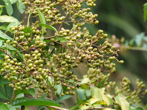 Image of Lagerstroemia subcostata by no rights reserved