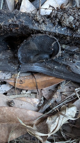 Trichaleurina tenuispora