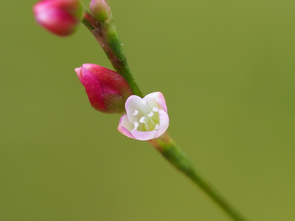 pubescent knotweed