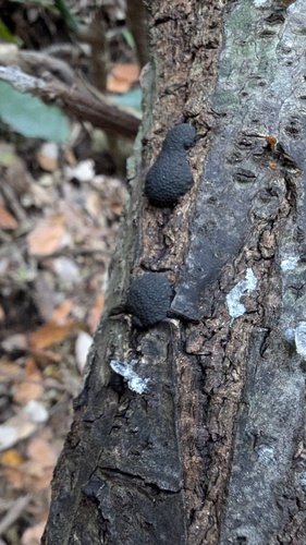 Annulohypoxylon truncatum