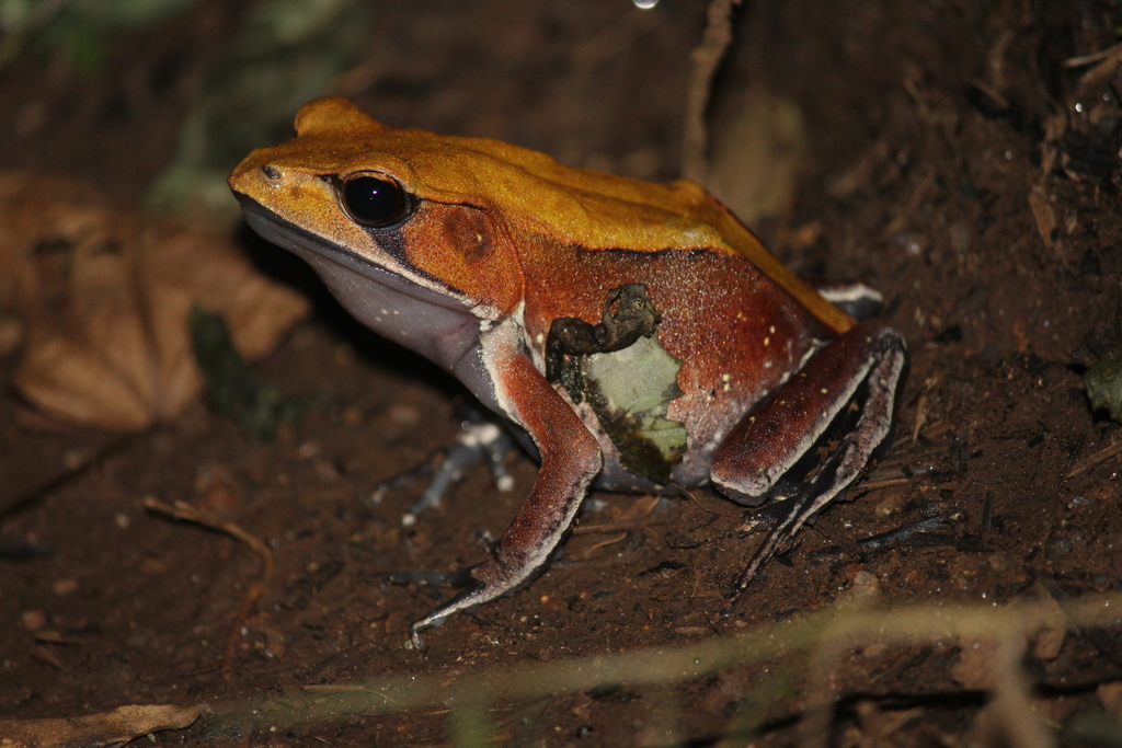 Bicolored frog, photo from iNaturalist