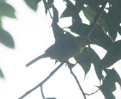 Aegithina lafresnayei