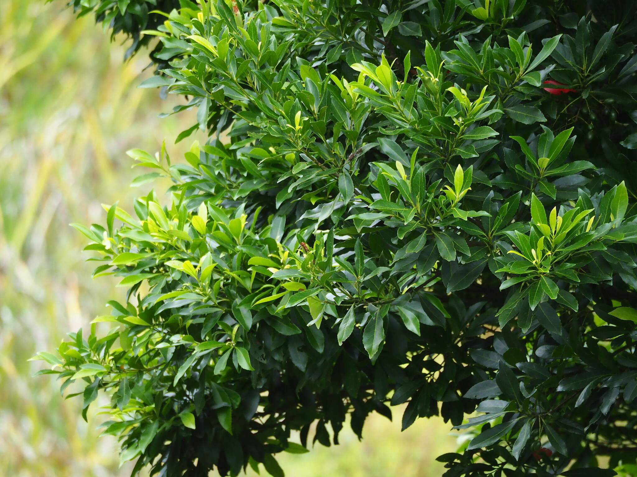 Elaeocarpus decipiens
