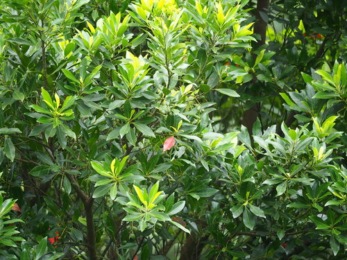 Elaeocarpus decipiens