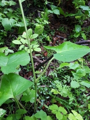 Ligularia sachalinensis