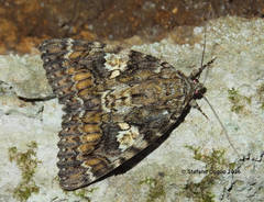 Catocala sponsa