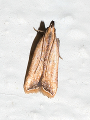 Dichomeris heriguronis