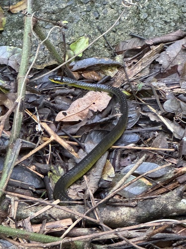 Common Tree Snake sighting