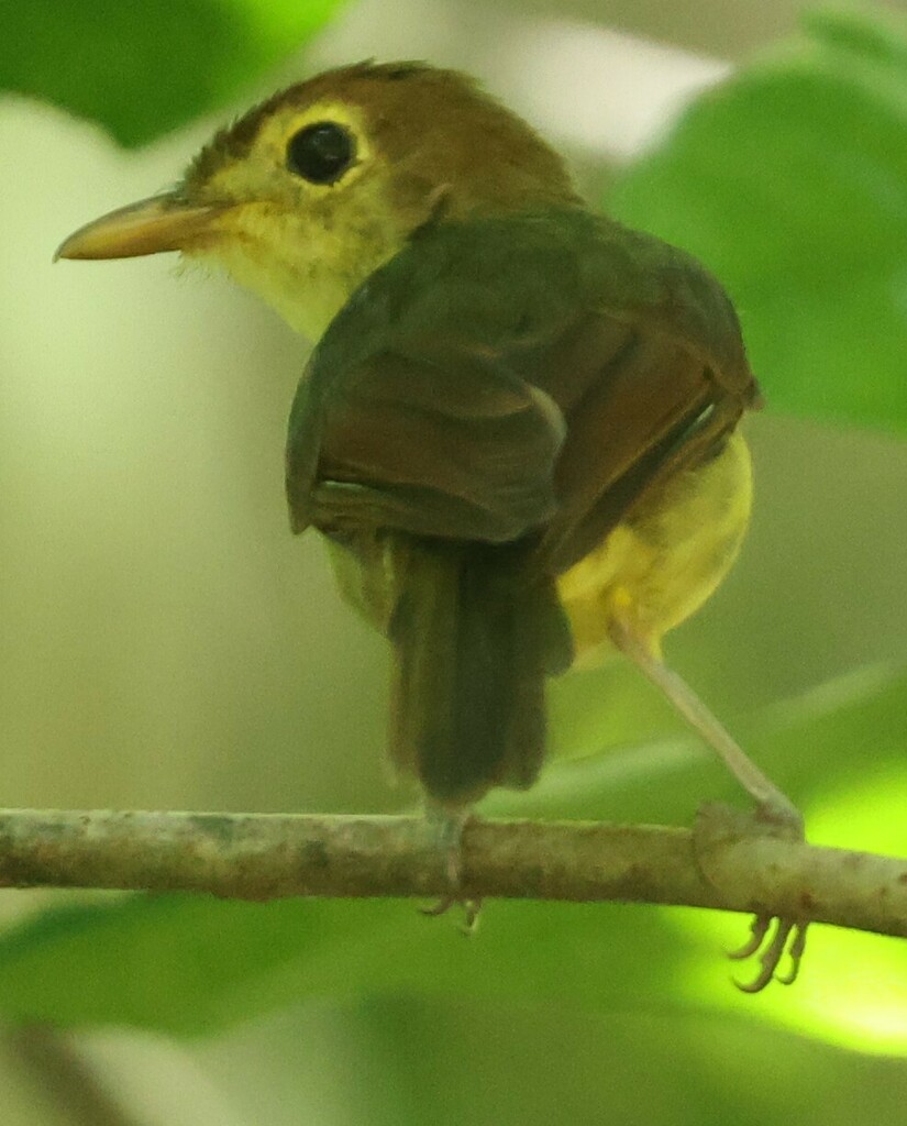 Rennell Whistler photo