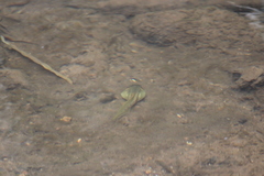 Clinotarsus curtipes