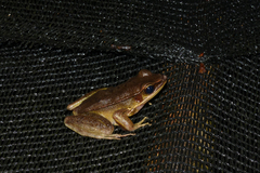 Indosylvirana