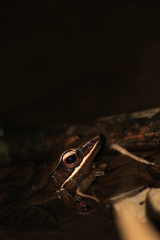 Indosylvirana