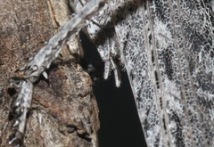 Capnobotes attenuatus