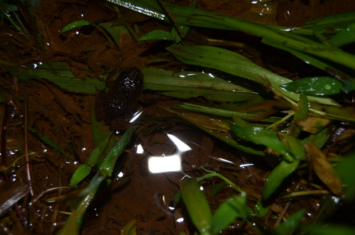 Kempholey Night Frog, Nyctibatrachus kempholeyensis