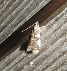 Acrobasis vaccinii
