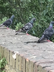 Columba livia domestica
