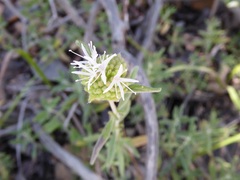 Monardella hypoleuca lanata