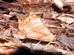 Drepana bilineata