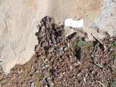 Procavia capensis