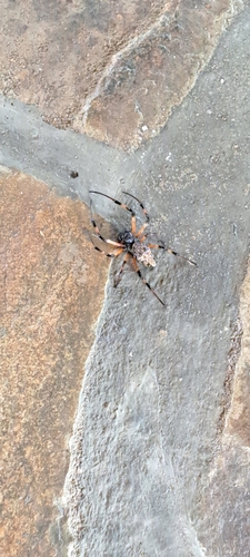 African Hermit Spider