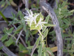 Monardella hypoleuca lanata