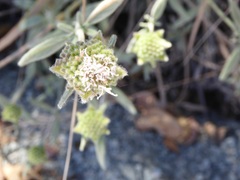 Monardella hypoleuca lanata