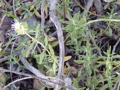 Monardella hypoleuca lanata