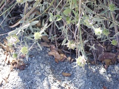 Monardella hypoleuca lanata