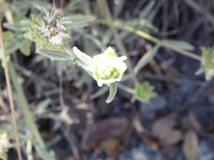 Monardella hypoleuca lanata