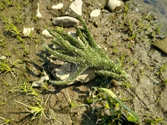 Ephydatia fluviatilis
