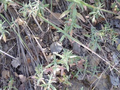 Monardella hypoleuca lanata